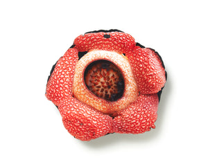
                  
                    Load image into Gallery viewer, Rafflesia keithii
                  
                