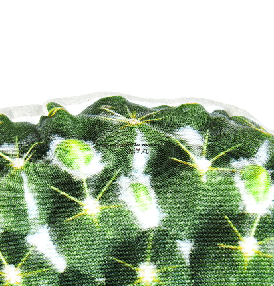 
                  
                    Load image into Gallery viewer, Mammillaria marksiana
                  
                