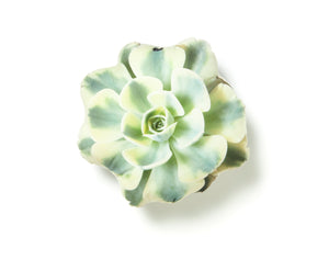 
                  
                    Load image into Gallery viewer, Echeveria Lenore Dean
                  
                