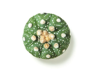 
                  
                    Load image into Gallery viewer, Astrophytum asterias
                  
                
